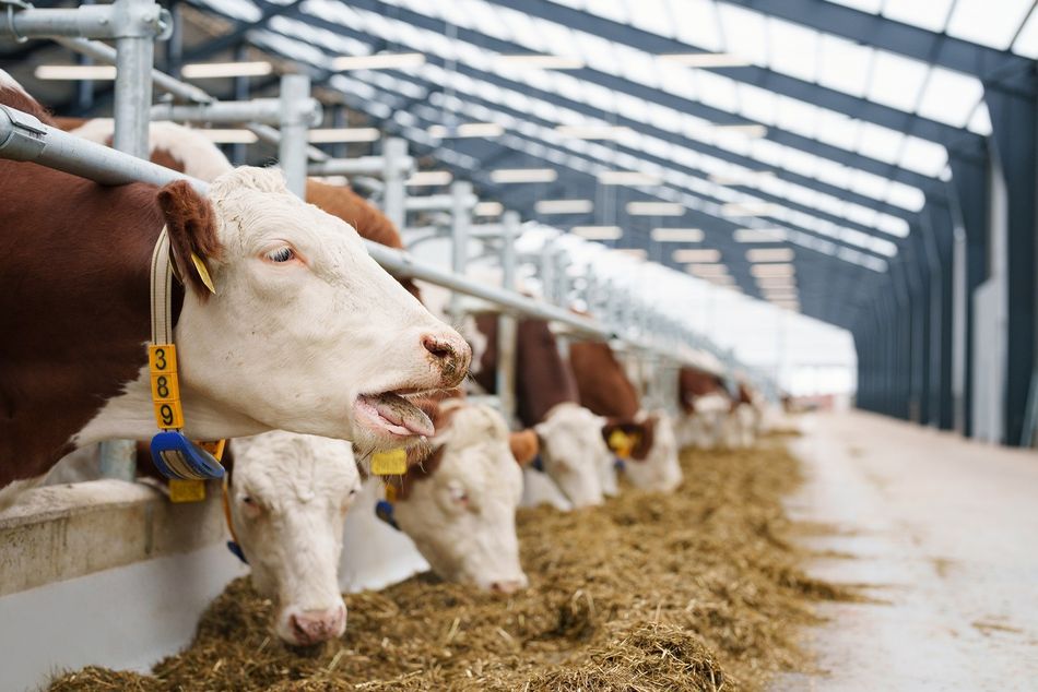 DS Agro – příběh firem ČS