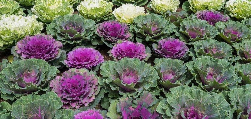 Decorative cabbage