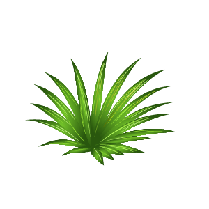 Bambusová palma (Rhapis excelsa)