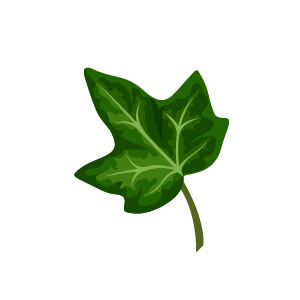 Břečťan popínavý (Hedera helix)