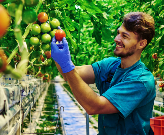 imagine agricultura
