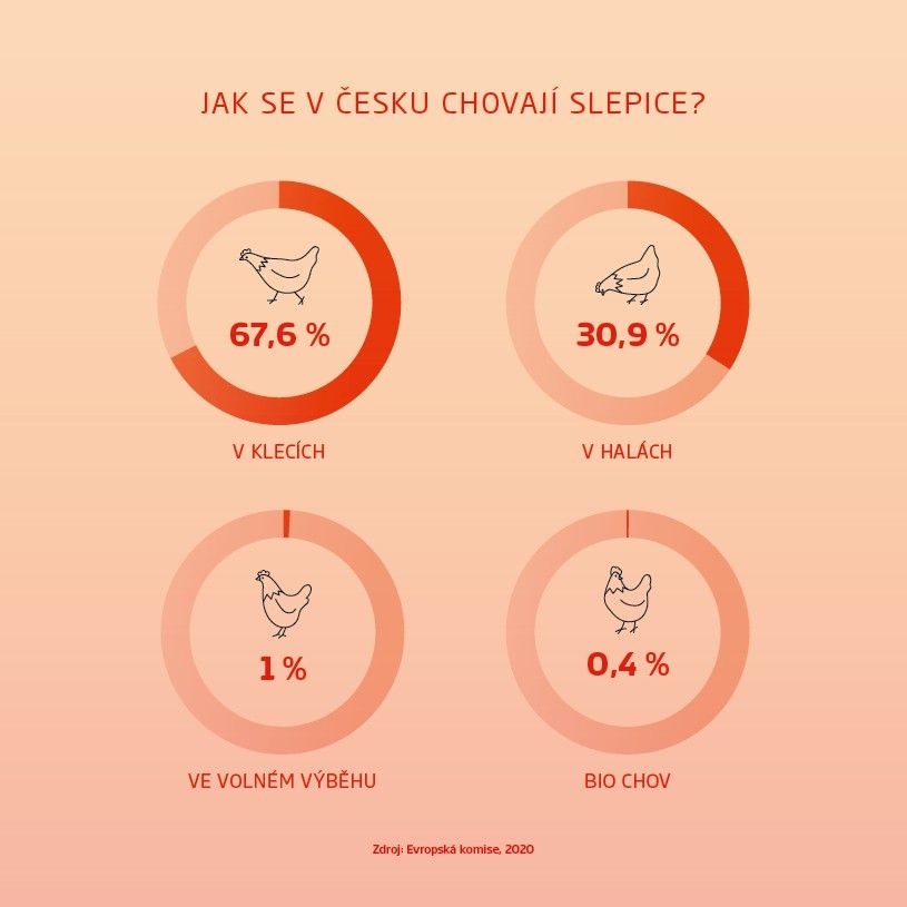 jak se v česku chovají slepice