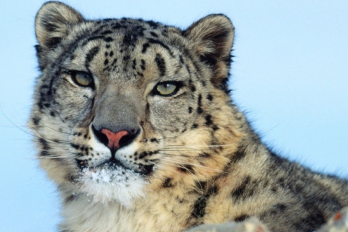 Schneeleopard