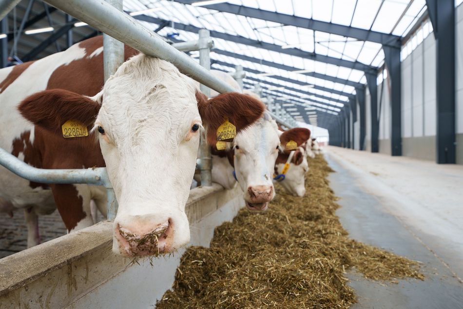 DS Agro – příběh firem ČS