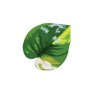 Šplhavnice zlatá (Epipremnum aureum)