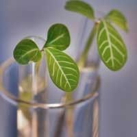 ERSTE STOCK BIOTEC