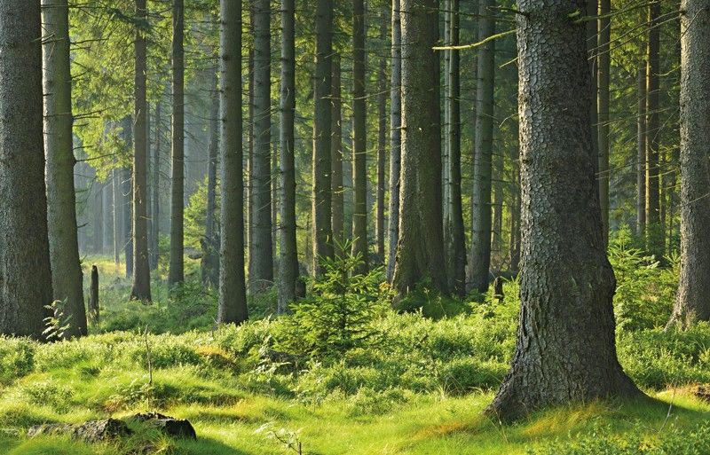 Wald