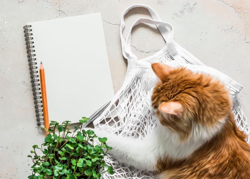 Cozy still life - red kitten, eco textile bag, products notepad plan, micro green on a light background, top view. Home shopping grocery planning concept