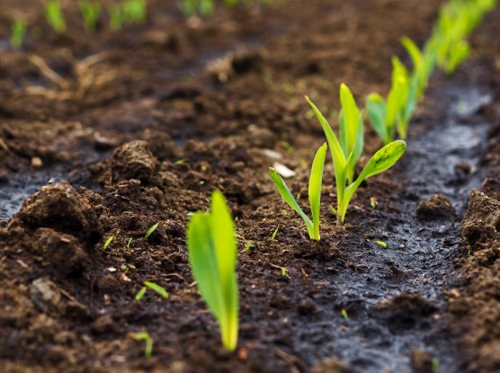 imagine agricultura