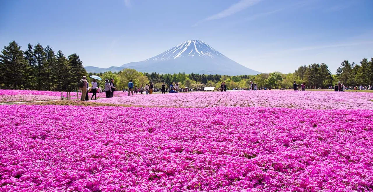 Fujiyama mit blühendem Feld