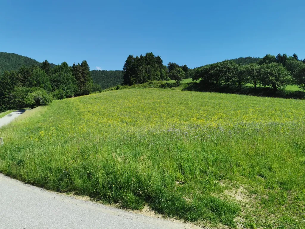 Blumenwiese Bienenzuchtverein Naturpark-Pöllauertal